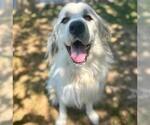 Small Great Pyrenees