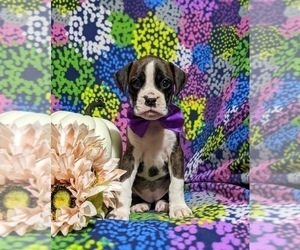 Boxer Puppy for sale in QUARRYVILLE, PA, USA