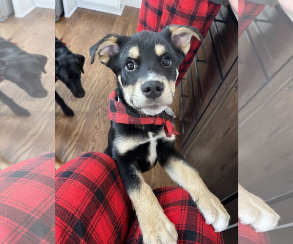 Medium Photo #1 Shepradors Puppy For Sale in Princeton, MN, USA