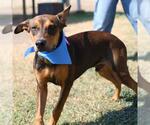 Small Doberman Pinscher Mix