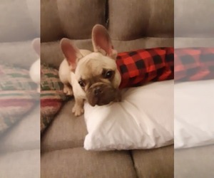 French Bulldog Puppy for sale in CANTERBURY, CT, USA