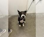 Small Labrador Retriever Mix