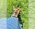 Small #4 Mutt