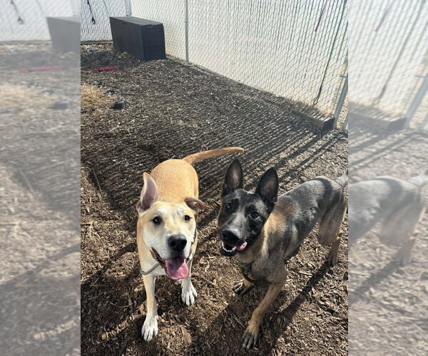 Medium Photo #4 Mutt Puppy For Sale in Imlay City, MI, USA