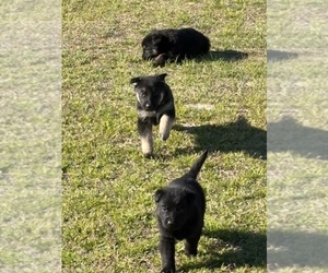 German Shepherd Dog Puppy for sale in BEULAVILLE, NC, USA