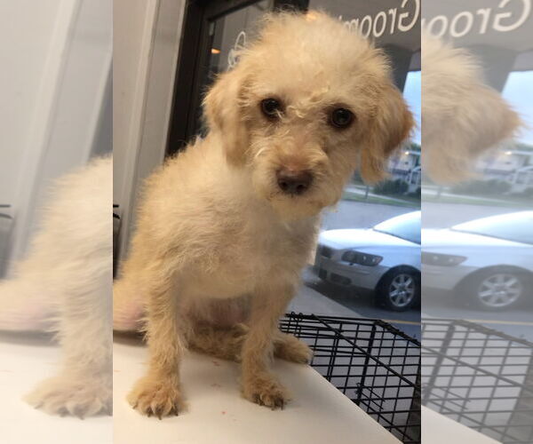 Medium Photo #6 Mutt Puppy For Sale in Lincolnwood, IL, USA