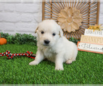 Small #3 English Cream Golden Retriever