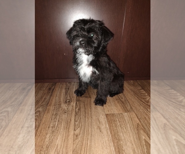 Medium Photo #2 YorkiePoo Puppy For Sale in LAPEER, MI, USA