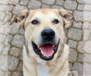 Cash - Male Anatolian Shepherd-Unknown Mix Dog for Adoption - Photo #19