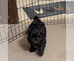 Small #7 ShihPoo