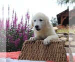 Small Photo #10 Golden Retriever Puppy For Sale in GAP, PA, USA