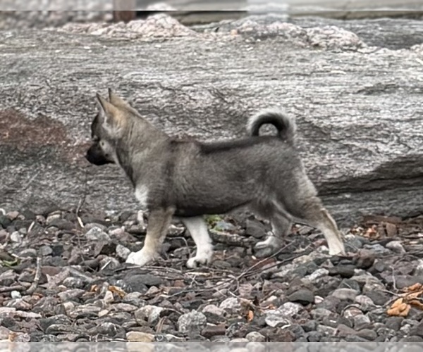 Medium Photo #14 Alaskan Klee Kai-Pomsky Mix Puppy For Sale in ATHENS, WI, USA