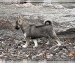 Small #13 Alaskan Klee Kai-Pomsky Mix