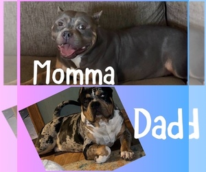 American Bully Litter for sale in CANTON, OH, USA