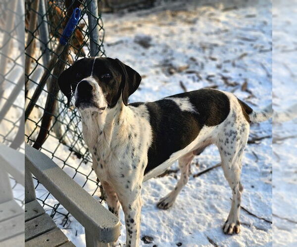 Medium Photo #1 Brittany-Unknown Mix Puppy For Sale in Bloomingdale, NJ, USA