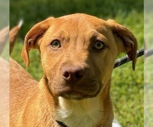 Retriever -Unknown Mix Dogs for adoption in Yardley, PA, USA