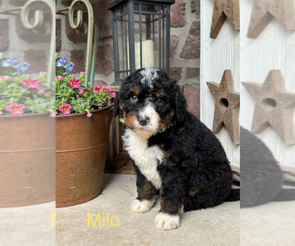 Medium Photo #2 Bernedoodle (Miniature) Puppy For Sale in DENVER, PA, USA