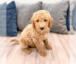 Small #2 Miniature Labradoodle