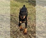 Small #4 Doberman Pinscher