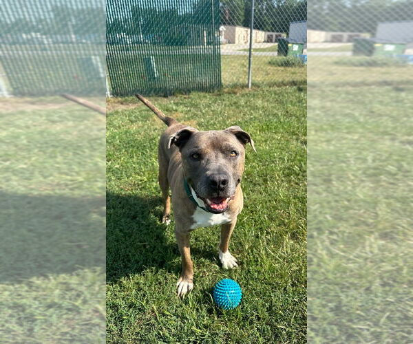 Medium Photo #1 Mutt Puppy For Sale in South Bend, IN, USA