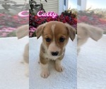 Image preview for Ad Listing. Nickname: Cally