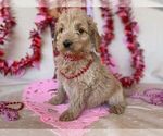 Puppy 1 Goldendoodle (Miniature)