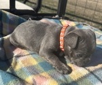Puppy Puppy 2 Orange Faux Frenchbo Bulldog