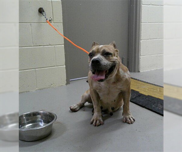 Medium Photo #1 Bulldog-Unknown Mix Puppy For Sale in Sanford, FL, USA