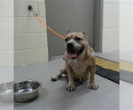 Small Bulldog Mix