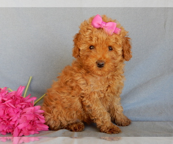 Medium Photo #1 Goldendoodle (Miniature) Puppy For Sale in MILLERSBURG, OH, USA