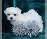 Small #6 Maltese