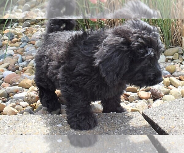 Medium Photo #1 Labradoodle-Poodle (Miniature) Mix Puppy For Sale in BECKS MILLS, OH, USA