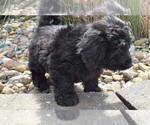Small Photo #1 Labradoodle-Poodle (Miniature) Mix Puppy For Sale in BECKS MILLS, OH, USA
