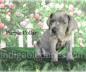 Great Dane Puppy for sale in POWELL, WY, USA