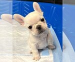 Small Photo #8 French Bulldog Puppy For Sale in BERGENFIELD, NJ, USA