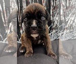 Small #9 Boxer