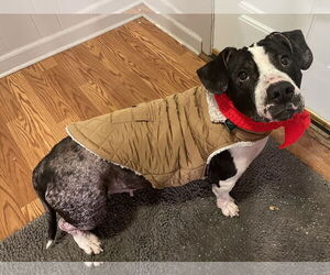 Mutt Dogs for adoption in Clarkston, MI, USA