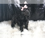 Small #3 YorkiePoo
