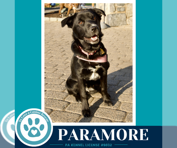 Medium Photo #24 Border Collie-Unknown Mix Puppy For Sale in Kimberton, PA, USA