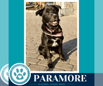 Small #23 Border Collie Mix