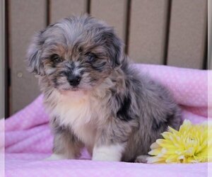 Aussiedoodle Miniature Puppy for sale in FREDERICKSBG, OH, USA