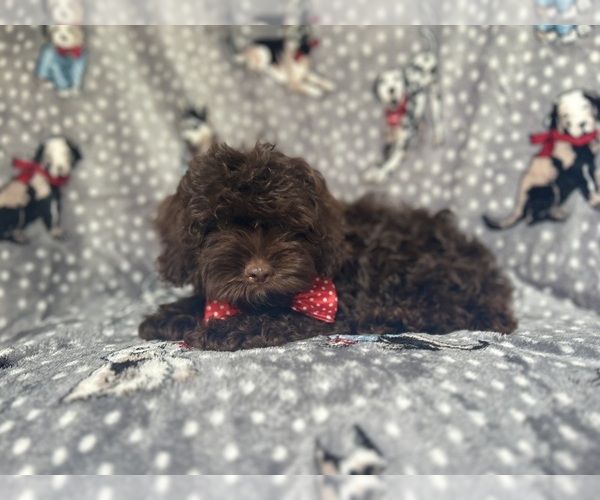 Medium Photo #8 ShihPoo Puppy For Sale in LAKELAND, FL, USA