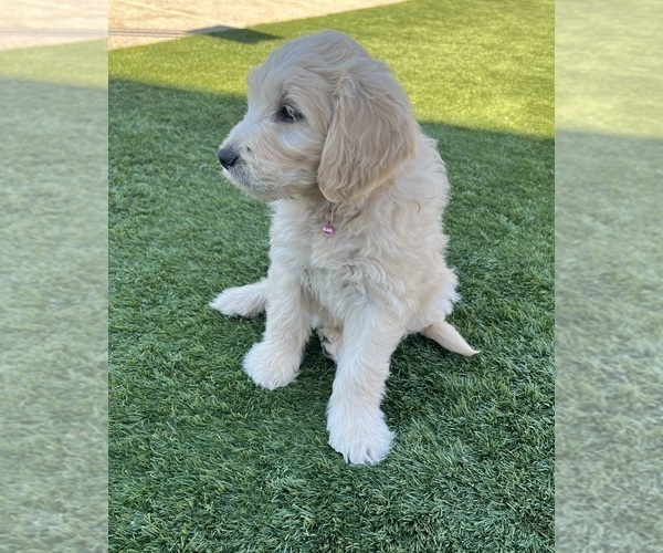 Medium Photo #61 Goldendoodle Puppy For Sale in PHOENIX, AZ, USA