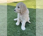Small Photo #61 Goldendoodle Puppy For Sale in PHOENIX, AZ, USA