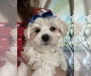 Maltese-Poodle (Toy) Mix Puppy for sale in SARASOTA, FL, USA