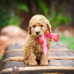 Goldendoodle-Poodle (Toy) Mix Puppy for sale in SAINT GEORGE, UT, USA