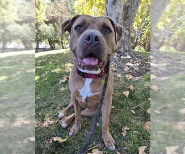 Medium Photo #4 Mutt Puppy For Sale in Woodland, CA, USA