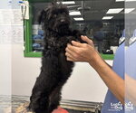Small #1 Mutt