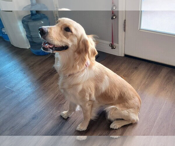 Medium Photo #2 Golden Retriever Puppy For Sale in Glendale , AZ, USA