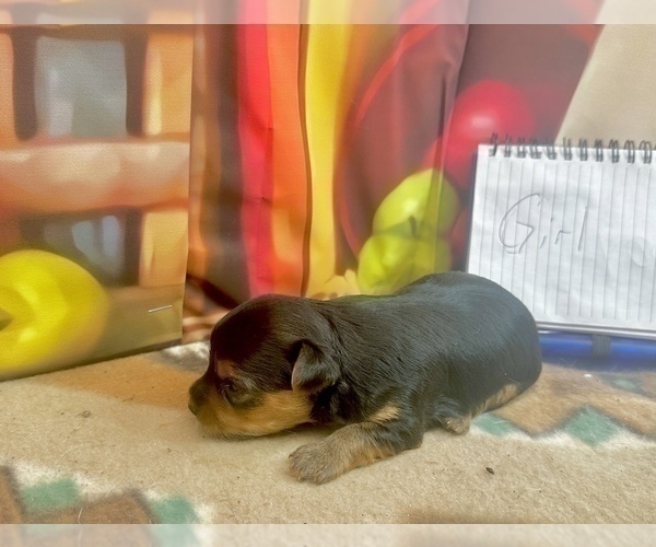 Medium Photo #37 Morkie Puppy For Sale in CASSVILLE, MO, USA